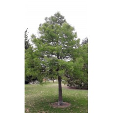 Taxodium distichum Taxodium distichum